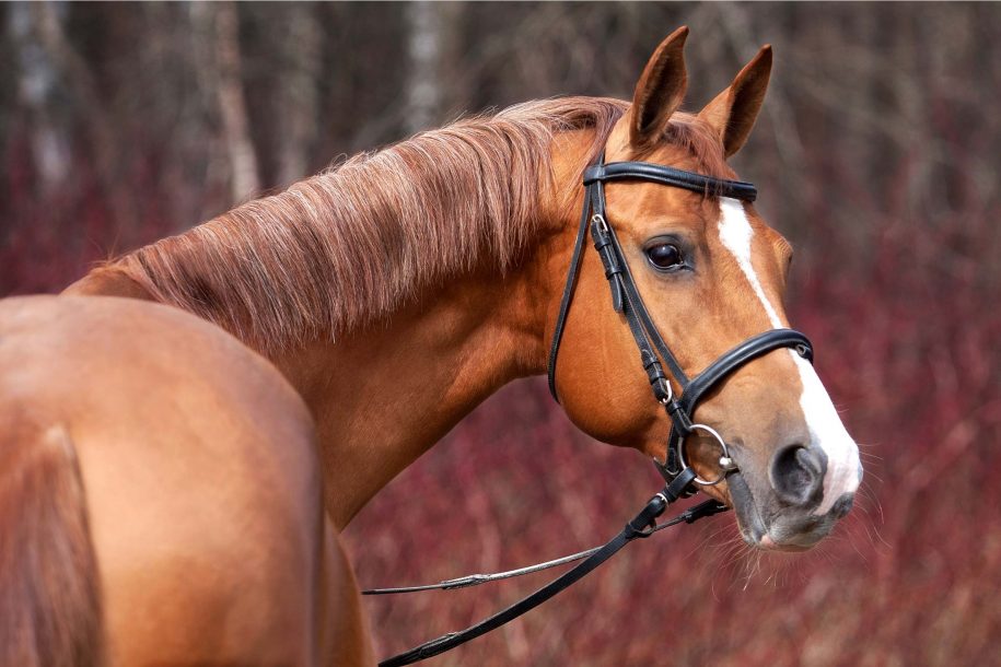 CBD Products for Horses